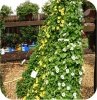 Thunbergia White Helo 6 sztuk